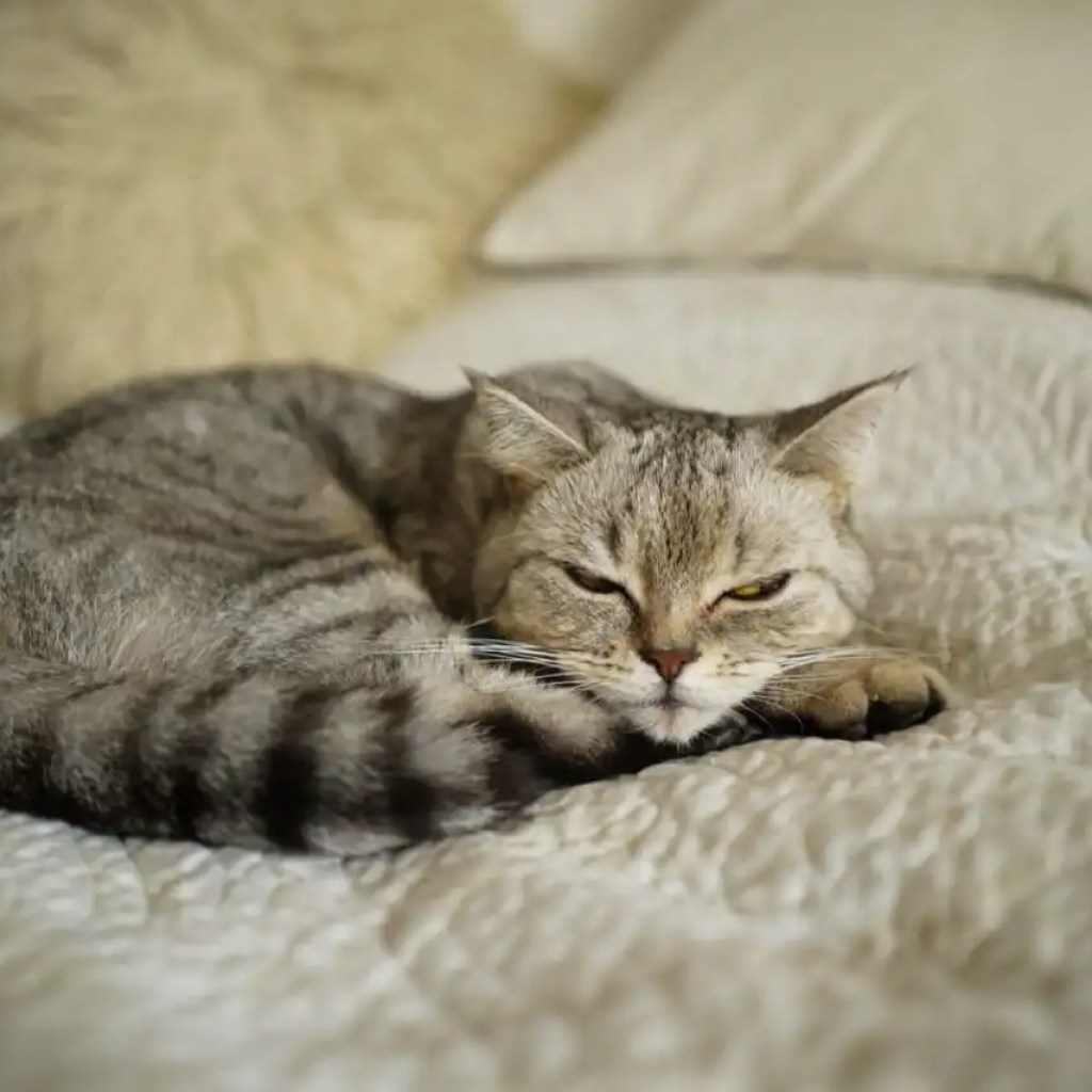 The Zen of Cat Naps The Zen of Cat Naps