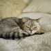 The Zen of Cat Naps The Zen of Cat Naps
