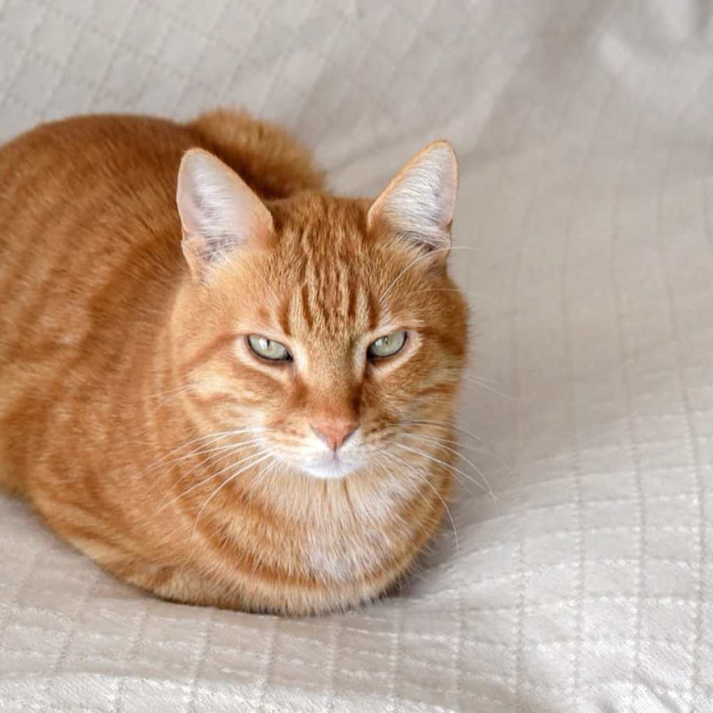 The Enigmatic Feline The Enigmatic Feline