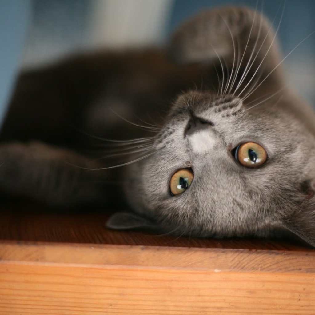 Upside Down Whisker Adventures Upside Down Whisker Adventures