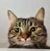 The Curiosity Cat The Curiosity Cat