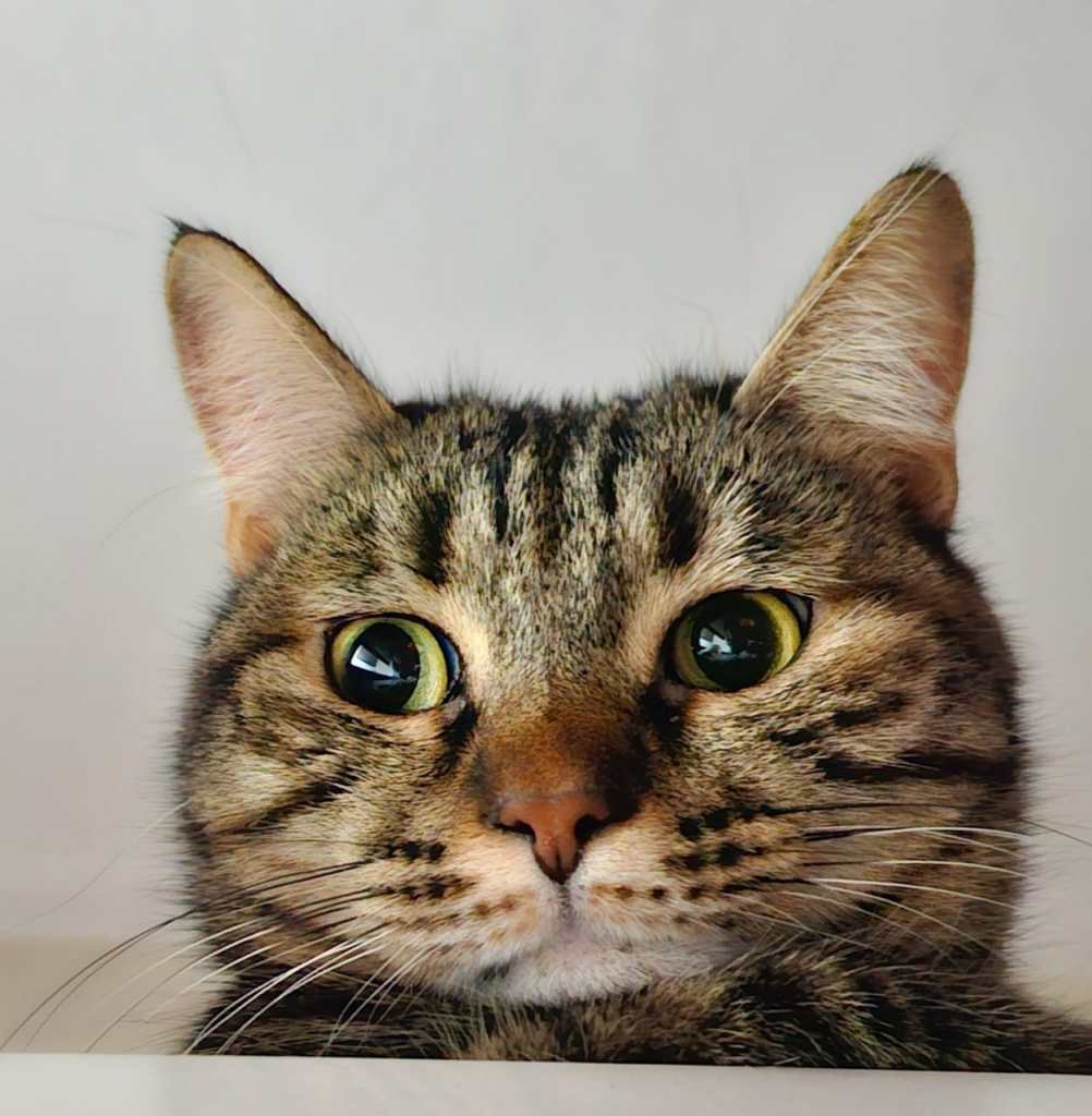 The Curiosity Cat The Curiosity Cat