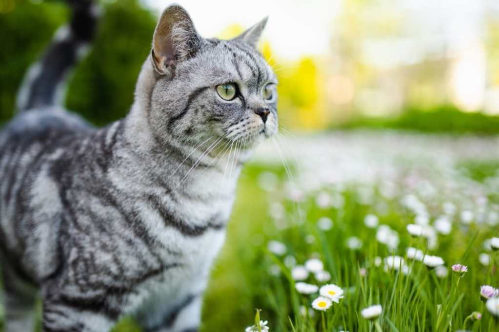 Guardian of the Garden Guardian of the Garden