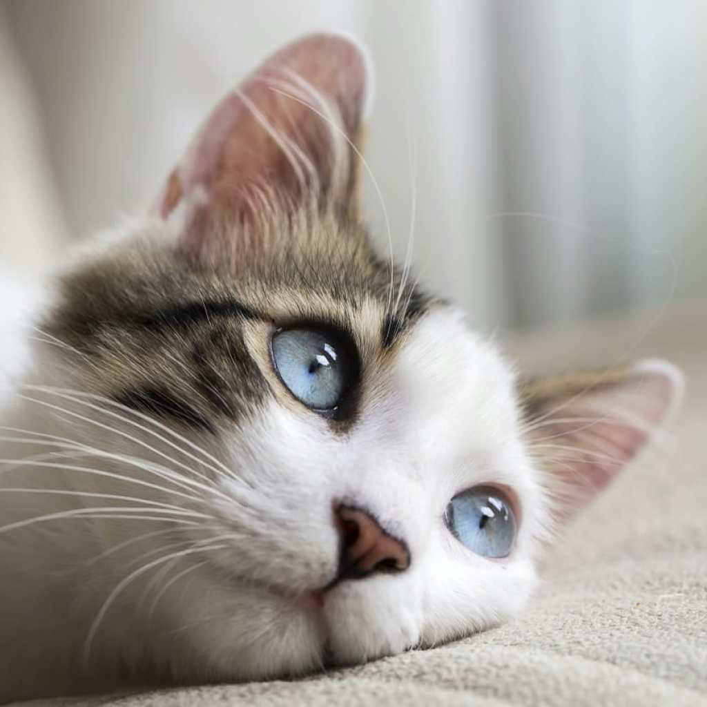 Dreamer’s Gaze Dreamer’s Gaze