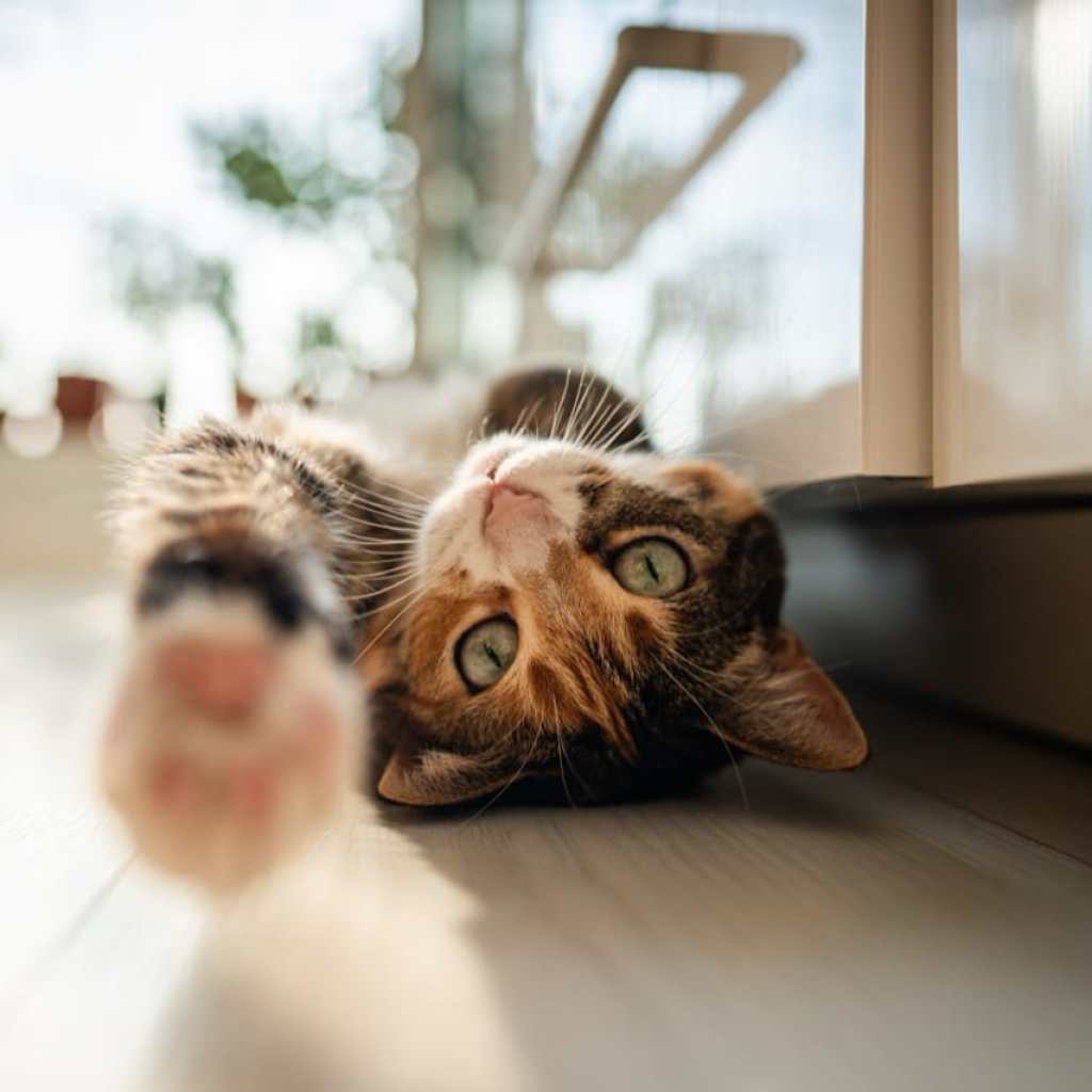Lazy Sunshine Lazy Sunshine