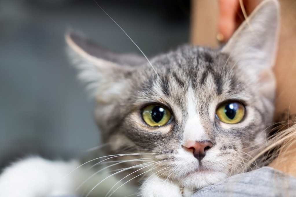 Purr-fect Snuggle Purr-fect Snuggle
