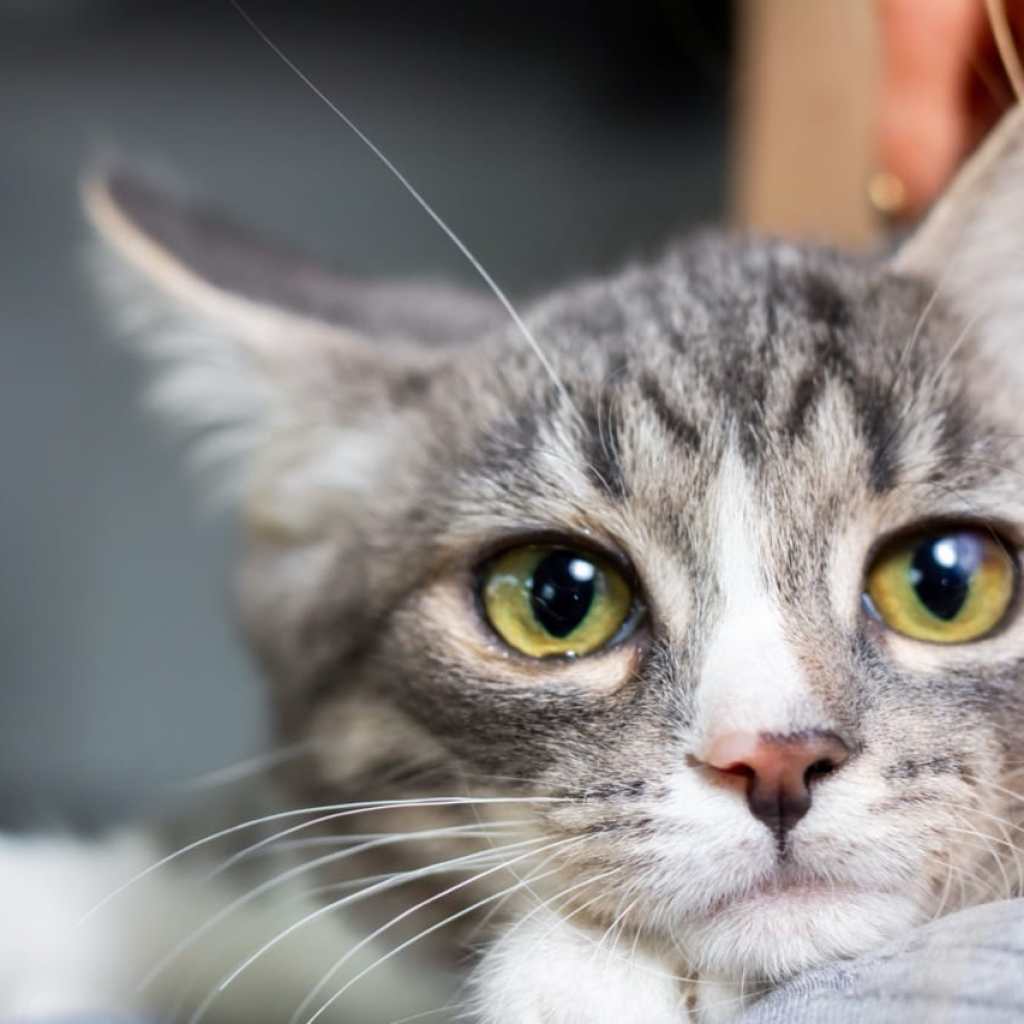 Paws of Comfort Paws of Comfort