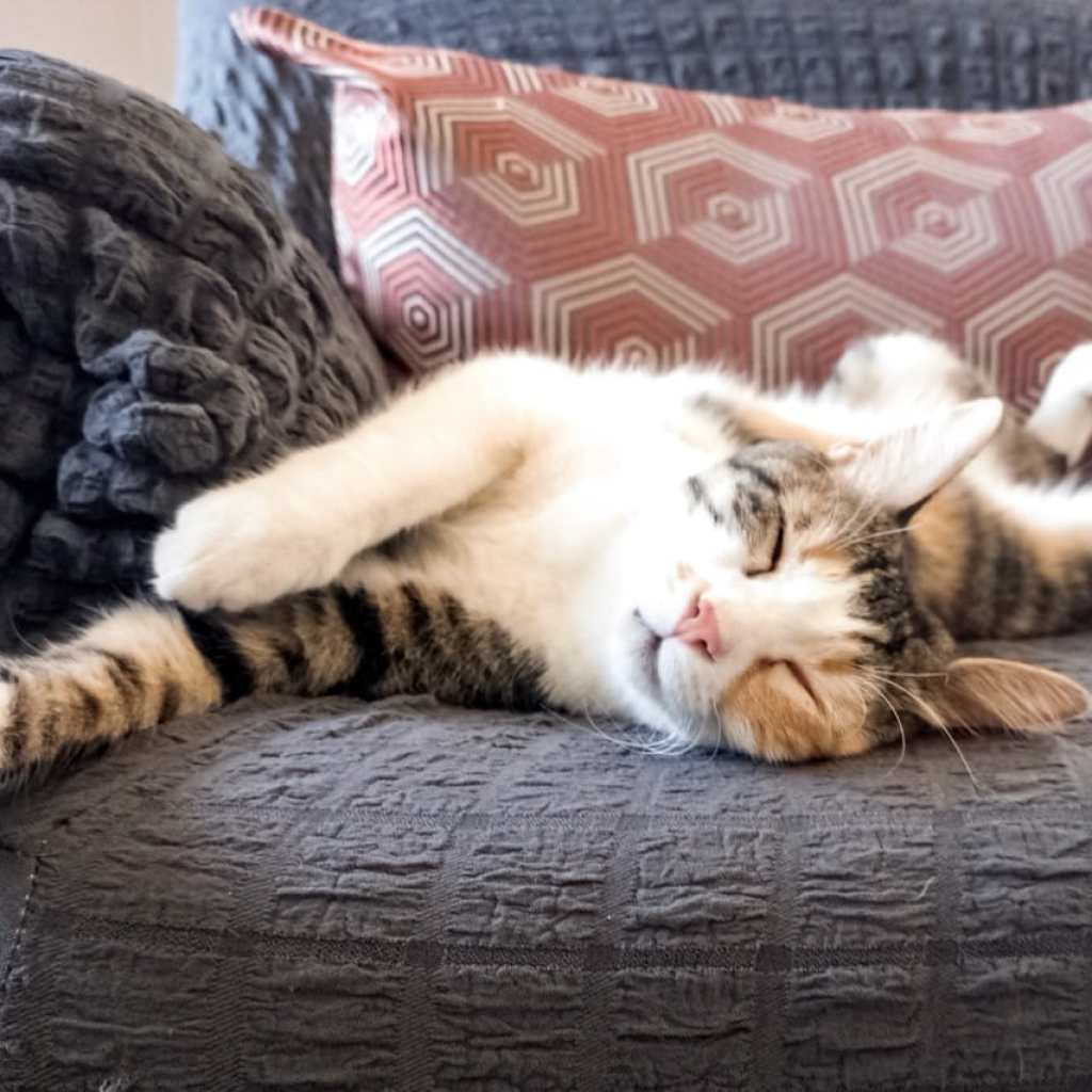 The Ultimate Nap Vibes The Ultimate Nap Vibes