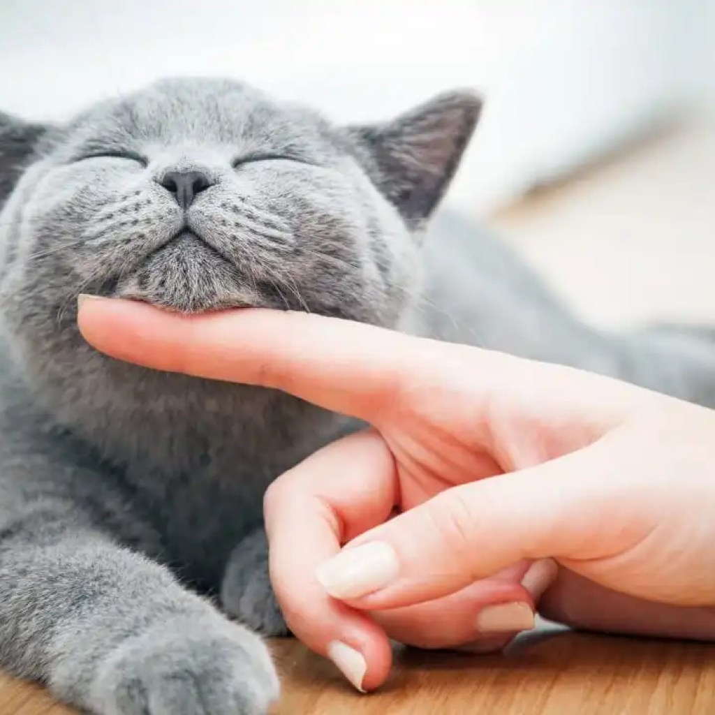 Pawsitively Content Pawsitively Content