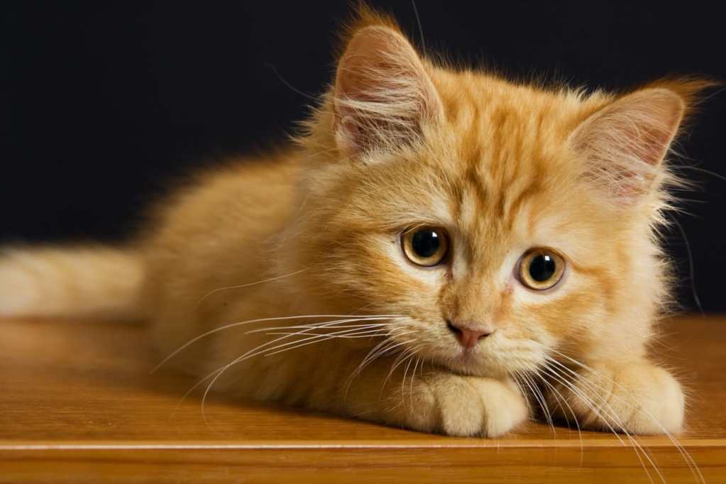 The Curious Fluffball Chronicles The Curious Fluffball Chronicles