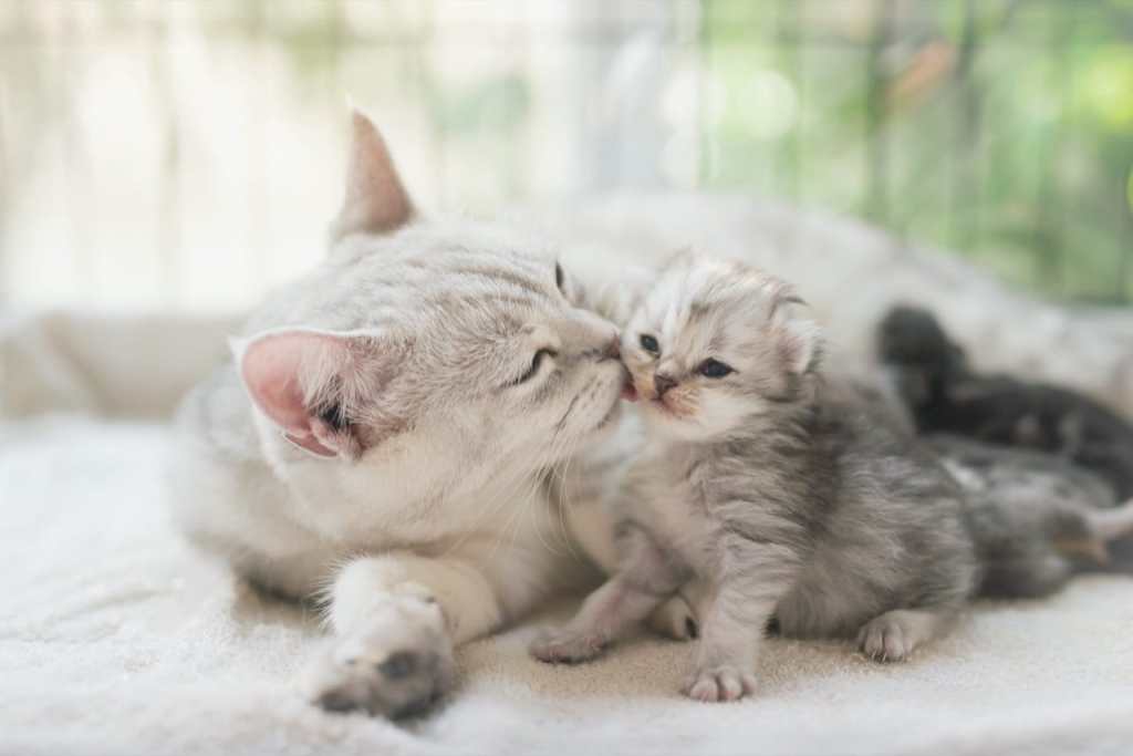 Purrfect Love Purrfect Love