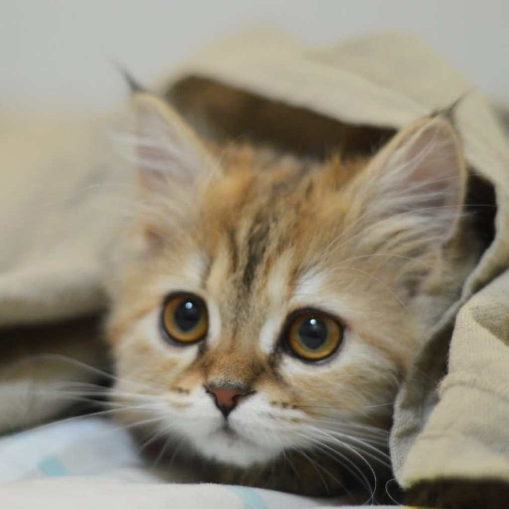 The Cozy Adventurer The Cozy Adventurer