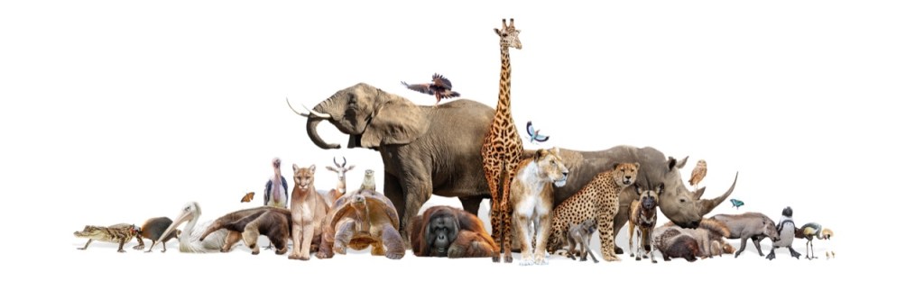 The Safari Selfie The Safari Selfie