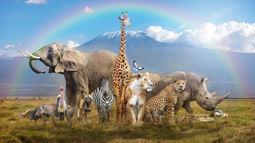 Wild Harmony Under the Rainbow Wild Harmony Under the Rainbow