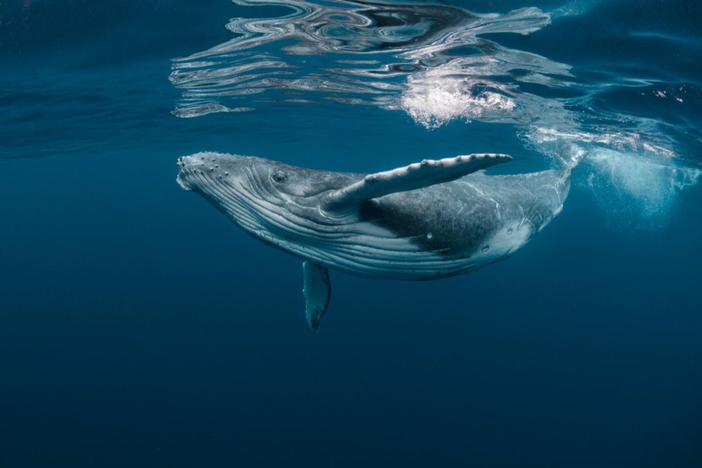 Graceful Giant of the Sea Graceful Giant of the Sea