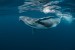 Graceful Giant of the Sea Graceful Giant of the Sea