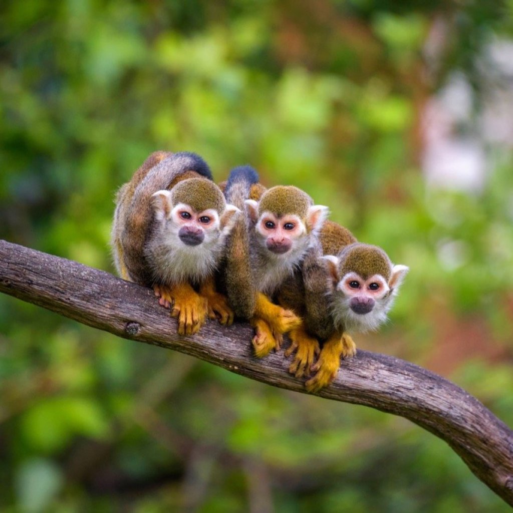 Branching Out with the Squirrel Squad Branching Out with the Squirrel Squad