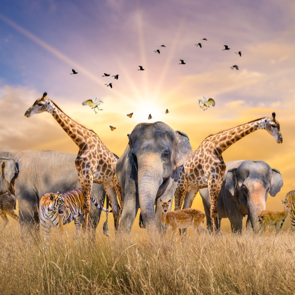 The Great Sunrise Safari Meeting The Great Sunrise Safari Meeting