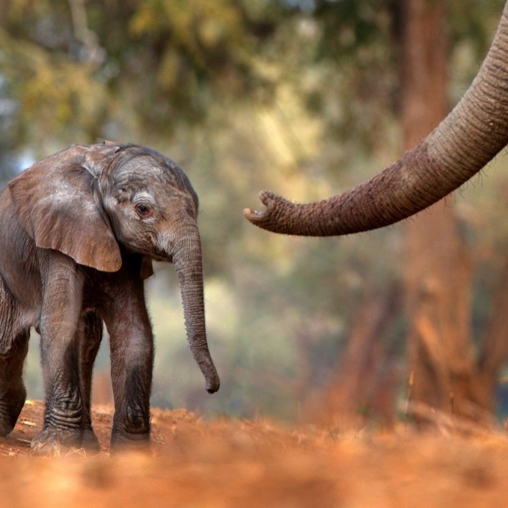 An Elephant’s First Steps An Elephant’s First Steps