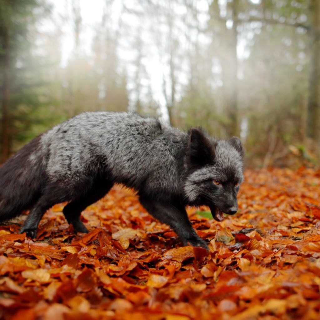 Autumn Wanderer Autumn Wanderer