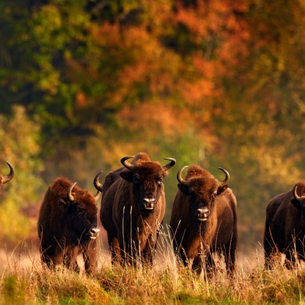 Majestic Wanderers Majestic Wanderers