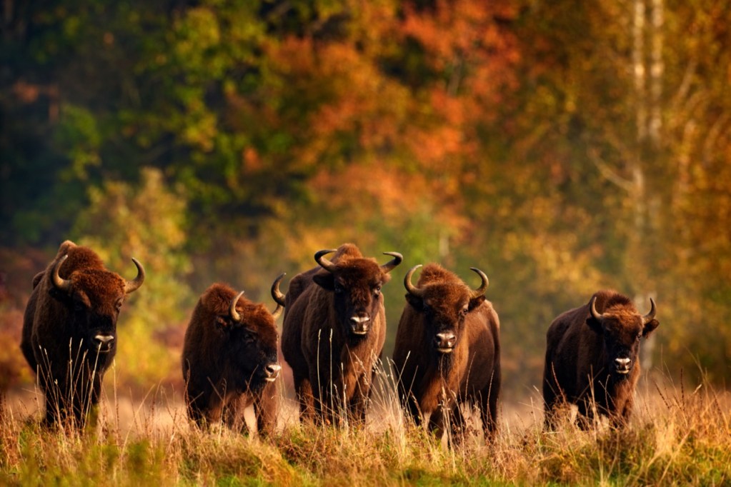Bison Squad Goals Bison Squad Goals