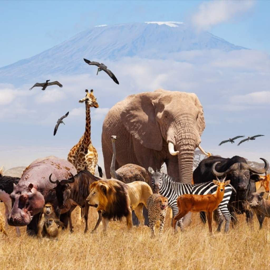 Harmony in the Wild Harmony in the Wild