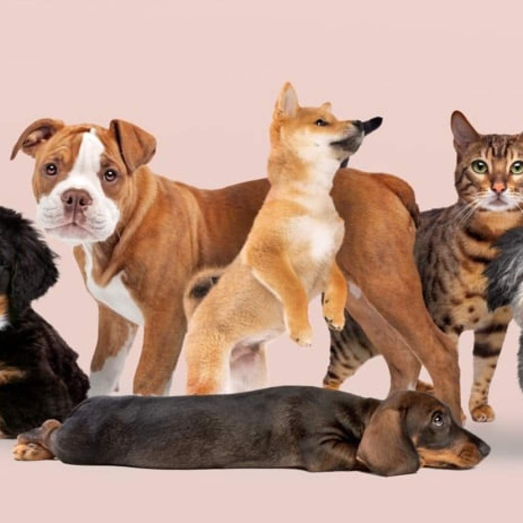 Paws and Whisker Wonders Paws and Whisker Wonders