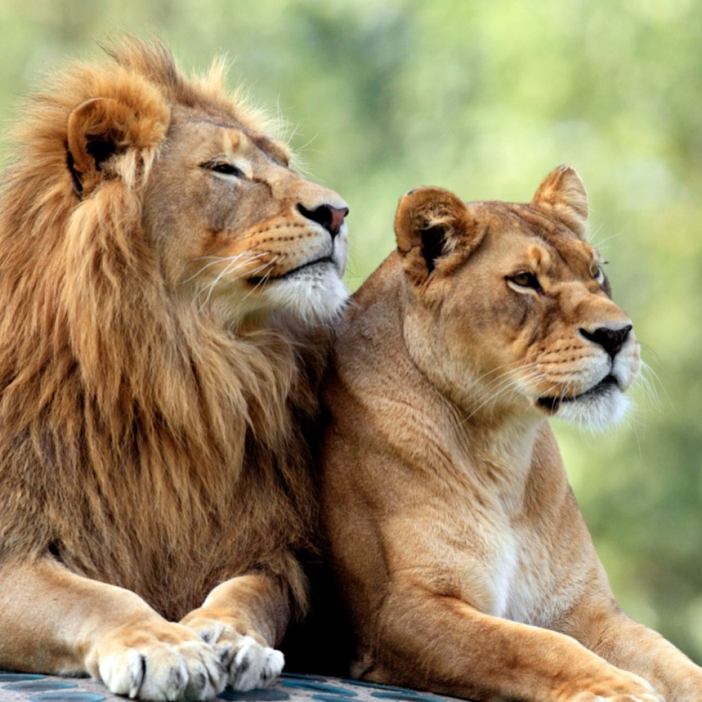Regal Companions Regal Companions