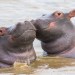 Hippo Harmony Hippo Harmony