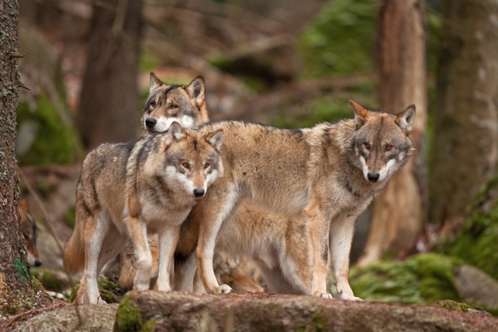 The Wild Pack’s Journey The Wild Pack’s Journey