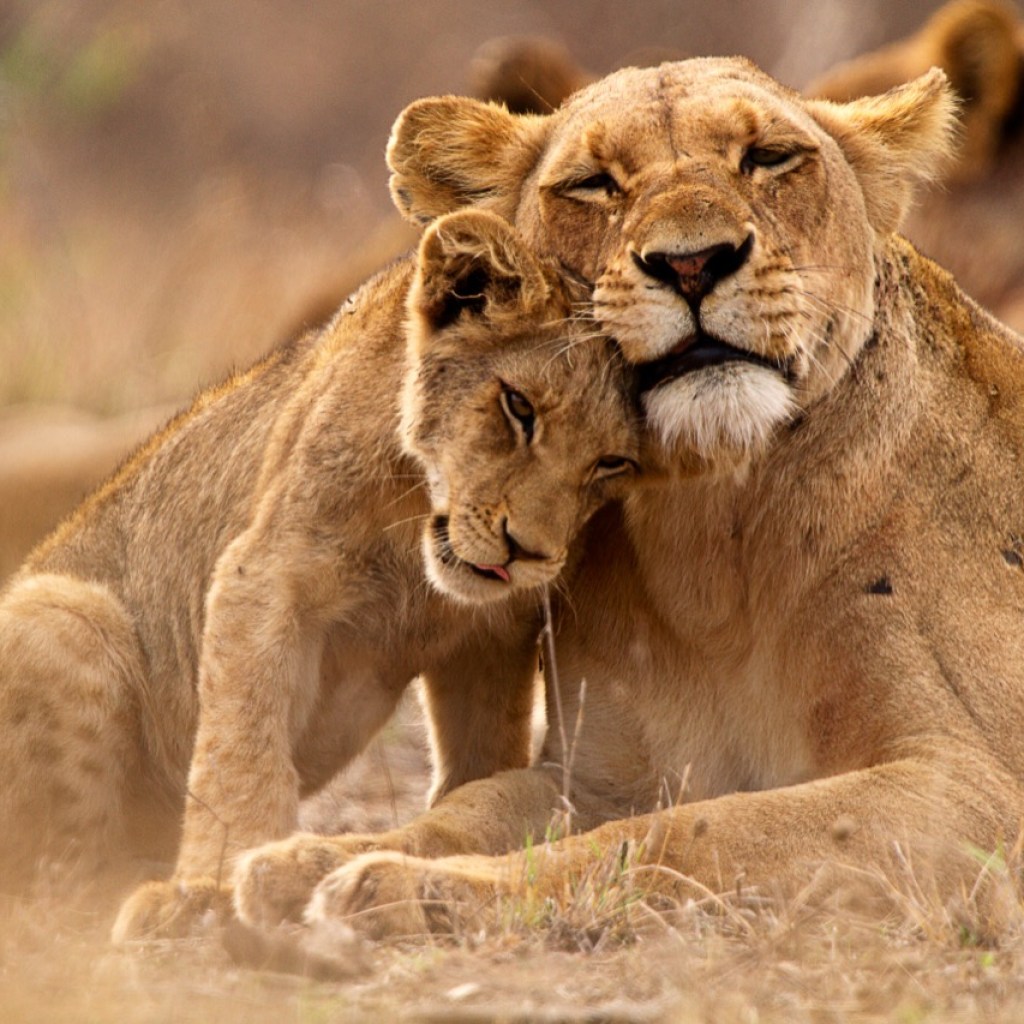 The Heart of the Pride The Heart of the Pride