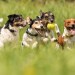Jack Russells in Action Jack Russells in Action
