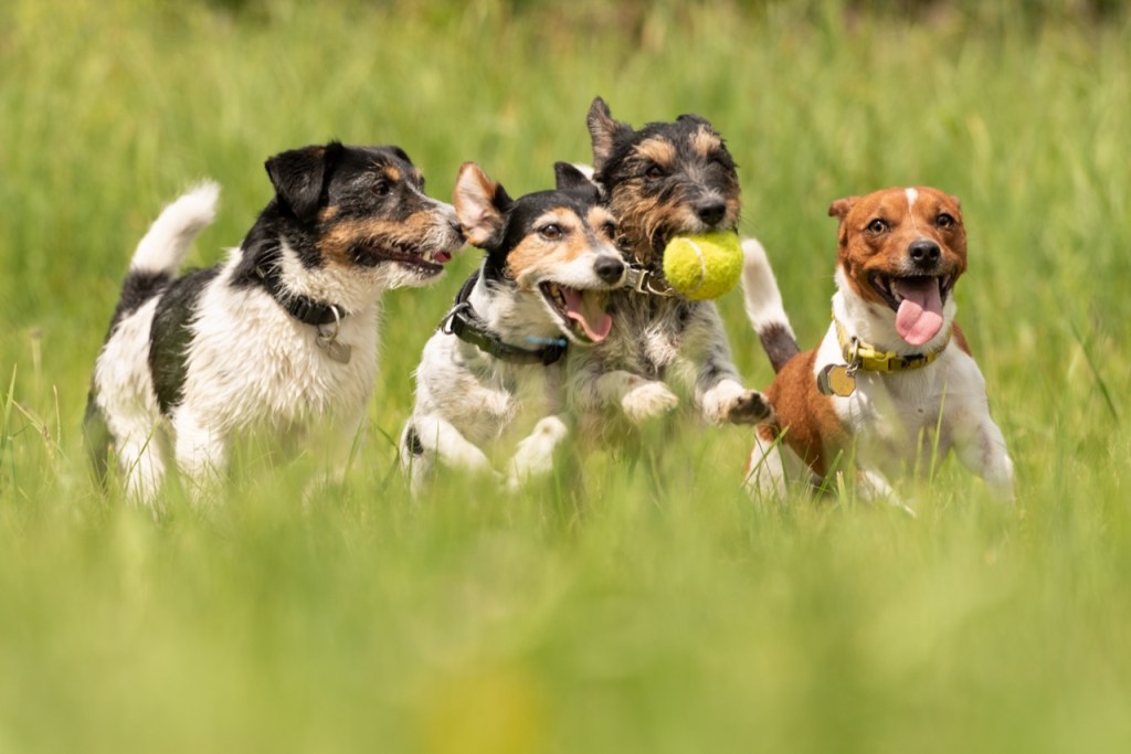 The Great Tennis Ball Race The Great Tennis Ball Race