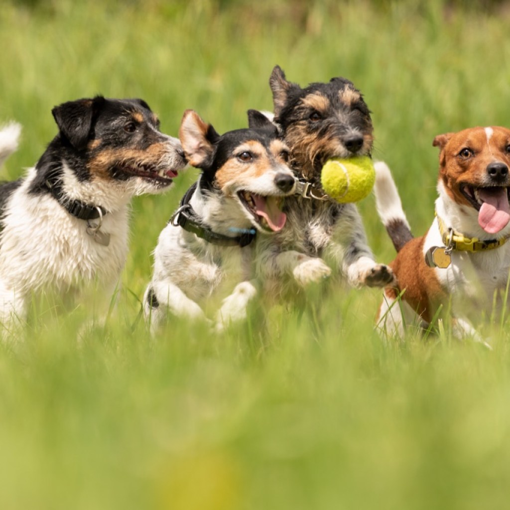 Jack Russells in Action Jack Russells in Action
