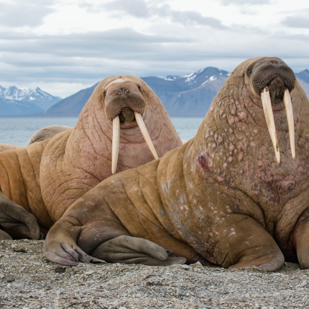 Masters of the Arctic Masters of the Arctic