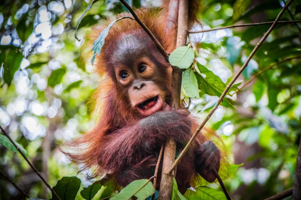 Joyful Jungle Explorer Joyful Jungle Explorer