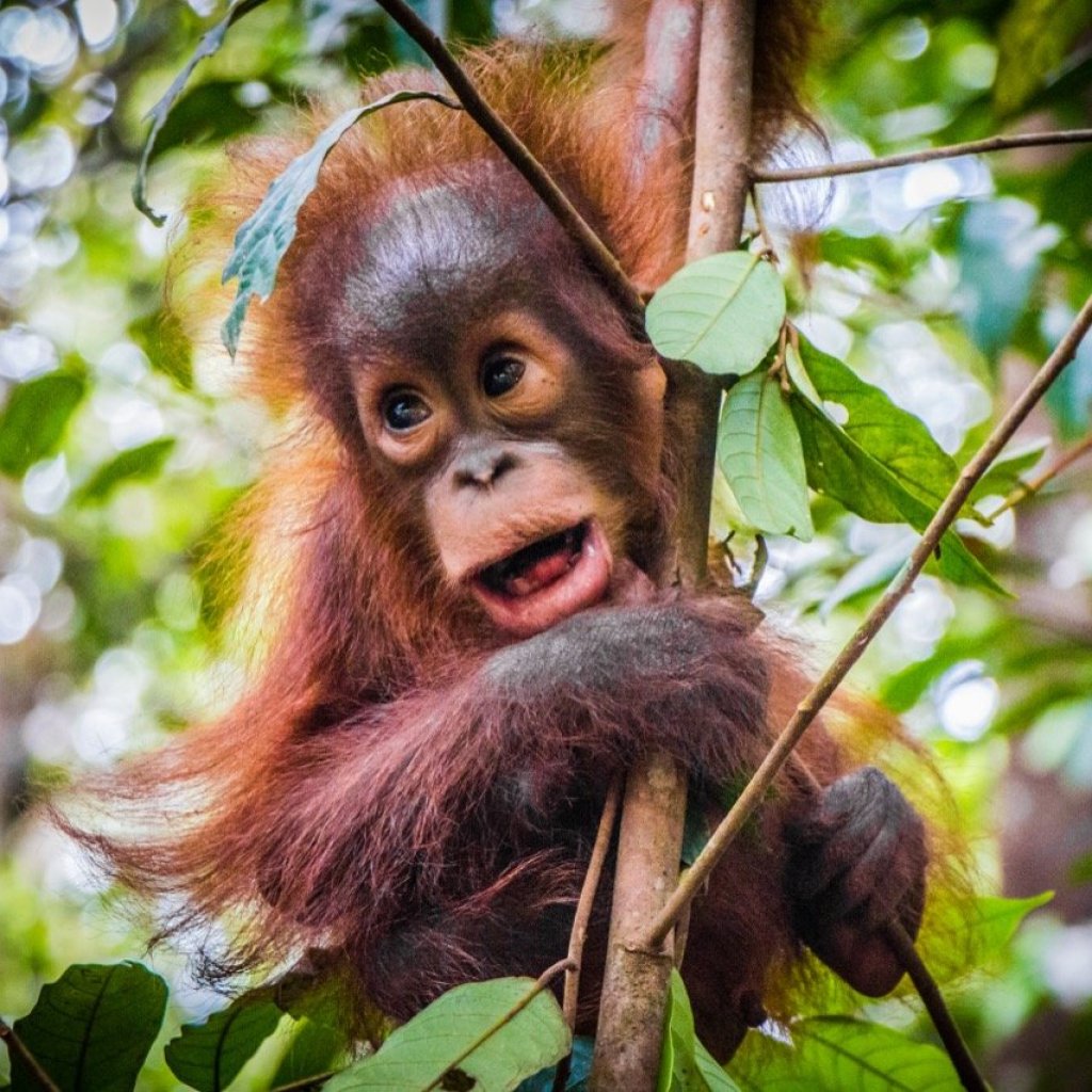 Jungle Joy Jungle Joy