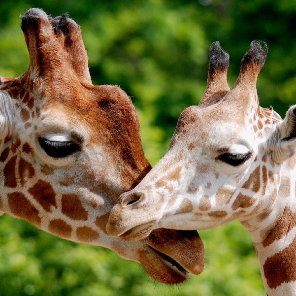 A Tall Tale of Affection A Tall Tale of Affection