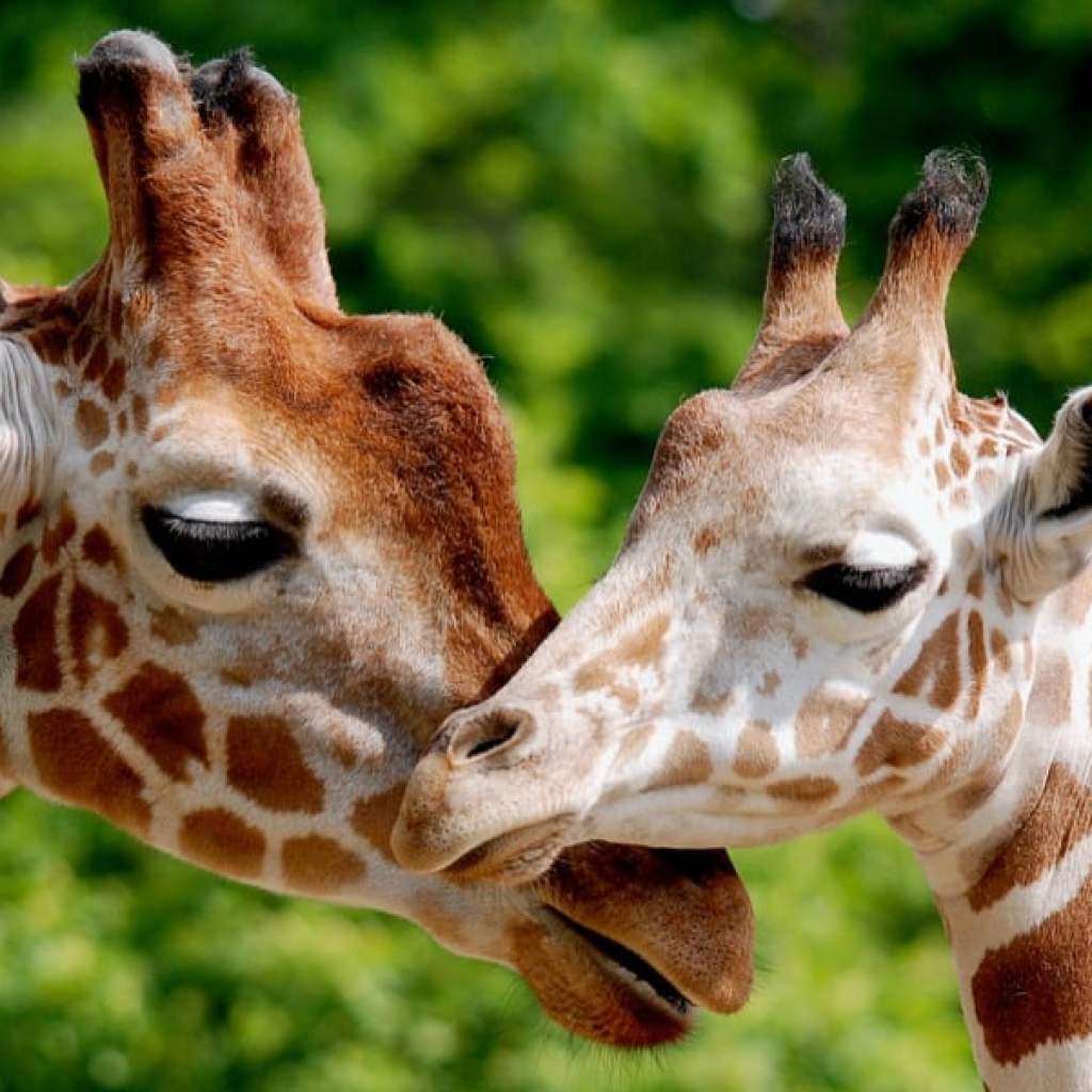 Giraffe Smooch Giraffe Smooch
