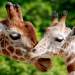 Giraffe Smooch Giraffe Smooch