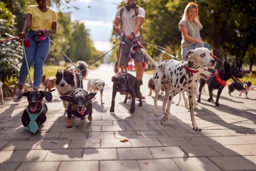 Joyful Walks and Wagging Tails Joyful Walks and Wagging Tails