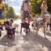 The Great Dog Parade The Great Dog Parade