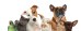 A Pawsome Gathering A Pawsome Gathering