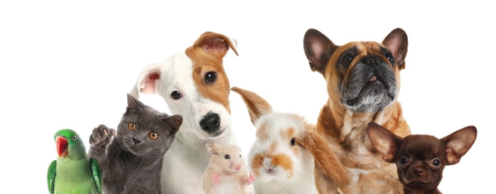 A Pawsome Gathering A Pawsome Gathering