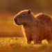 Golden Hour Capybara Golden Hour Capybara