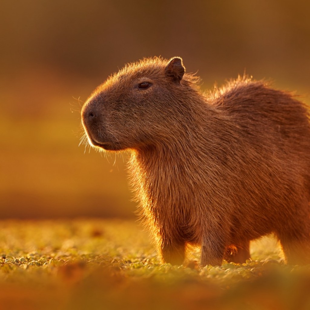 Golden Hour Capybara Golden Hour Capybara