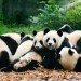 Panda Party Time Panda Party Time
