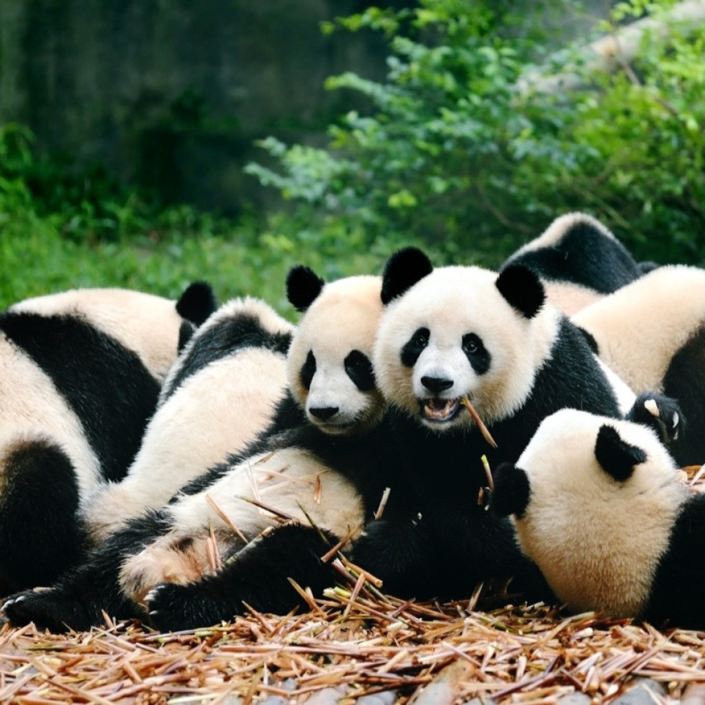 Panda Playtime Panda Playtime