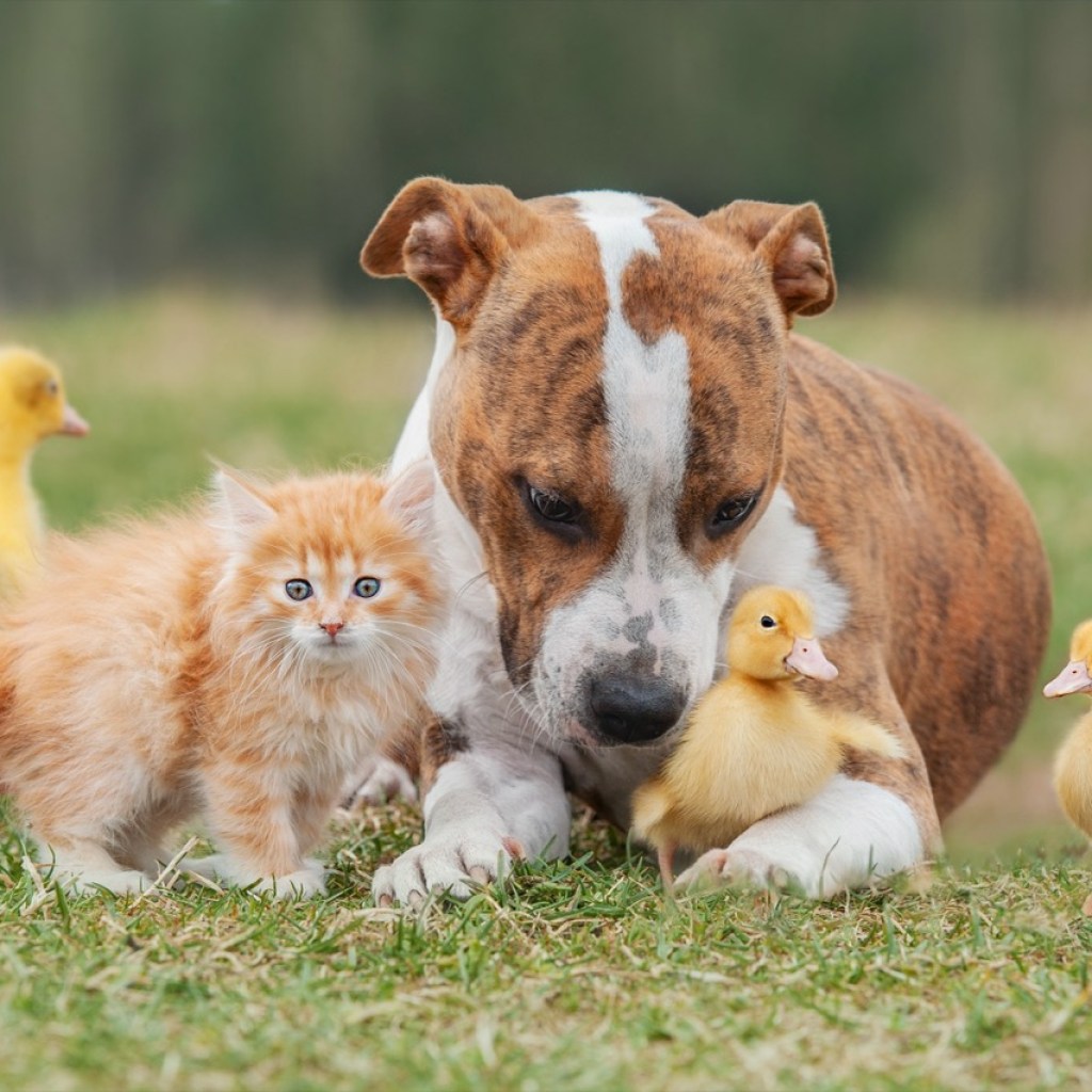 Unlikely Friends in Harmony Unlikely Friends in Harmony